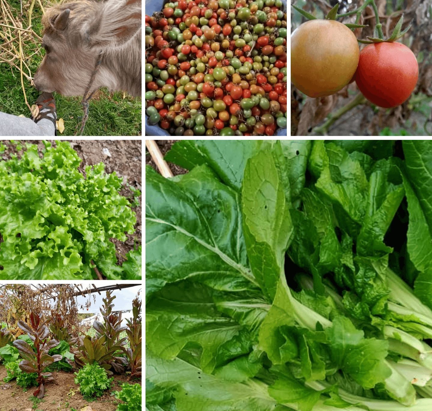 Green Vegetables