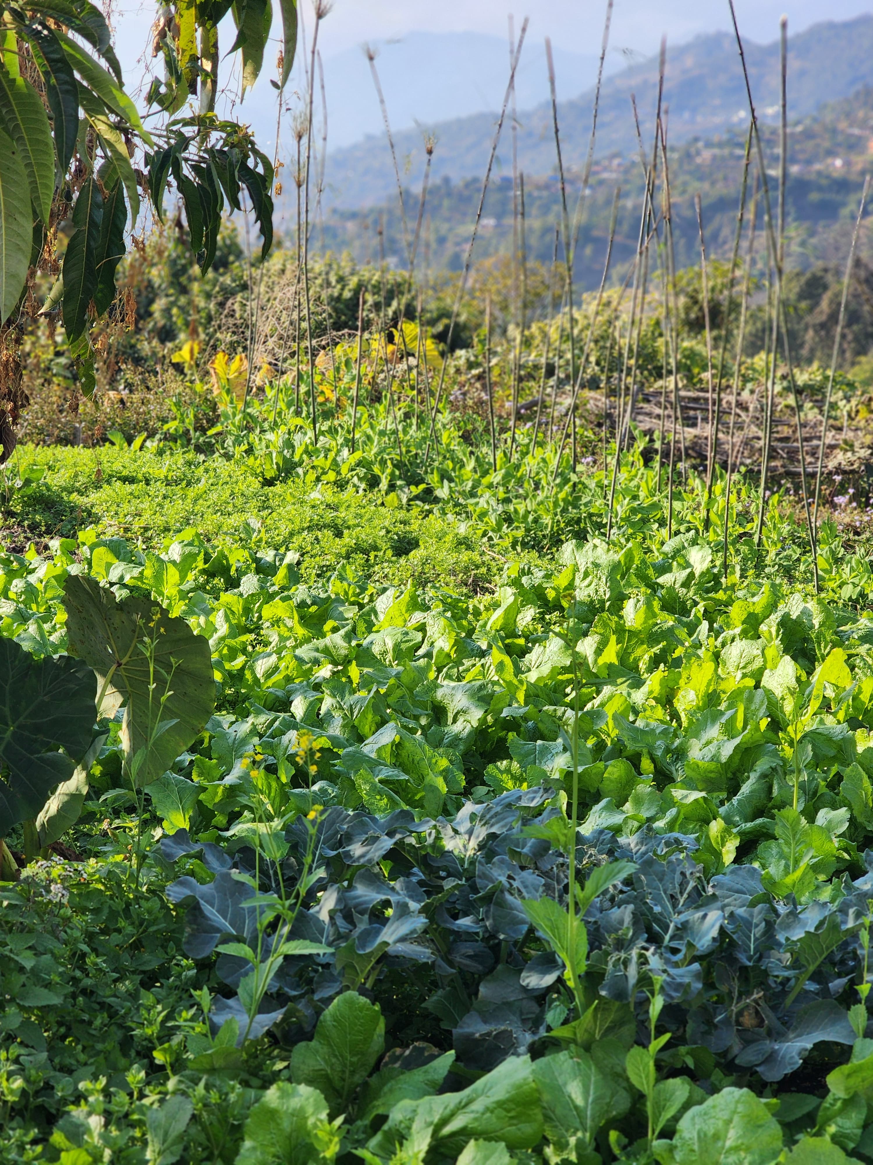रायो साग Leafy Green