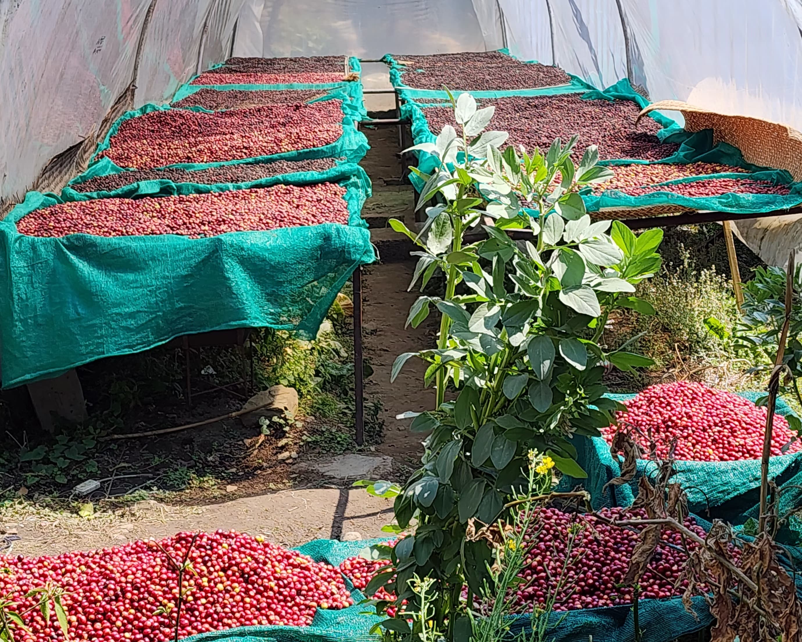 Lumle Organic Coffee