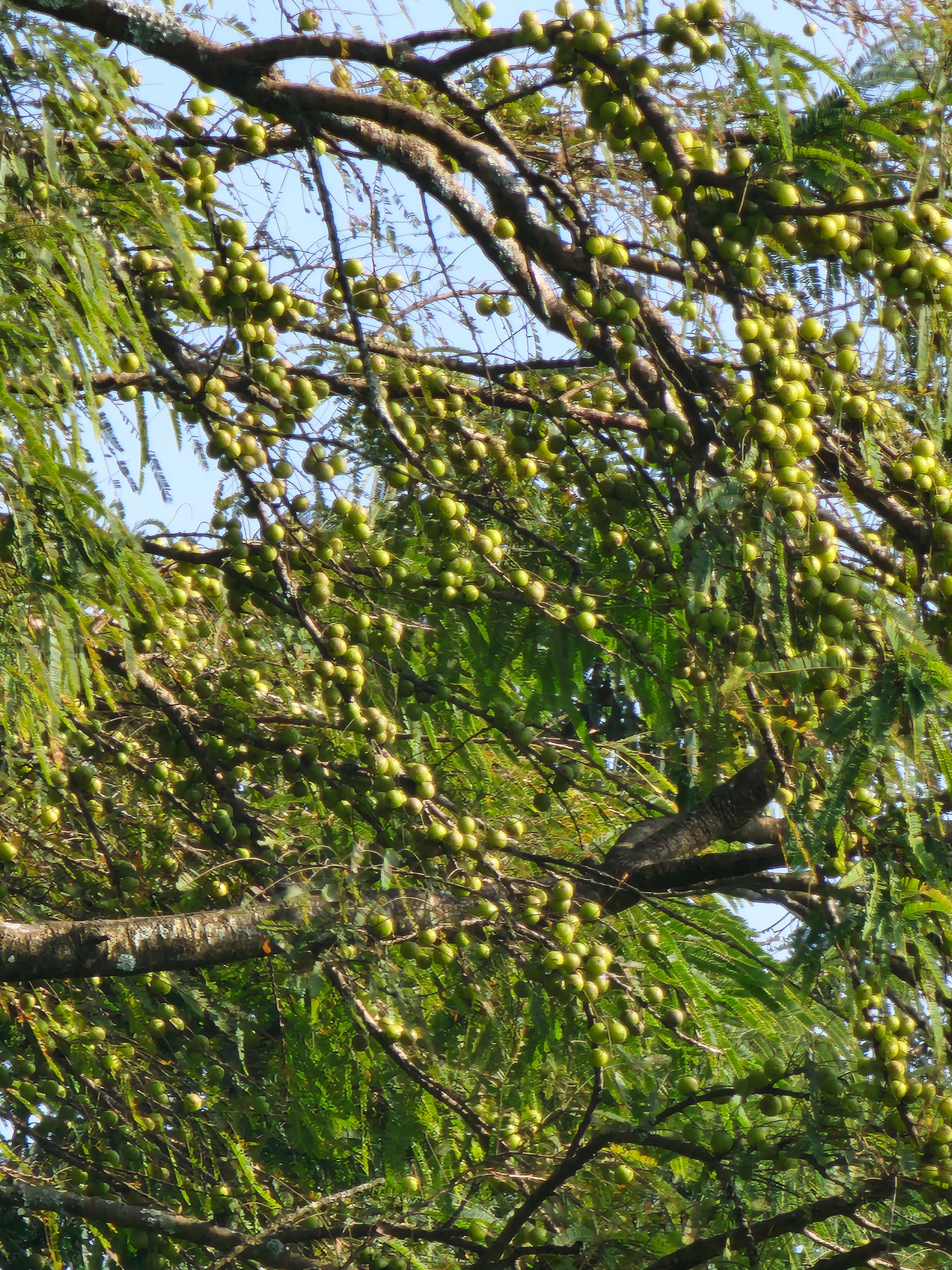 Amala (अमला स्थानिय) gooseberry, amblica