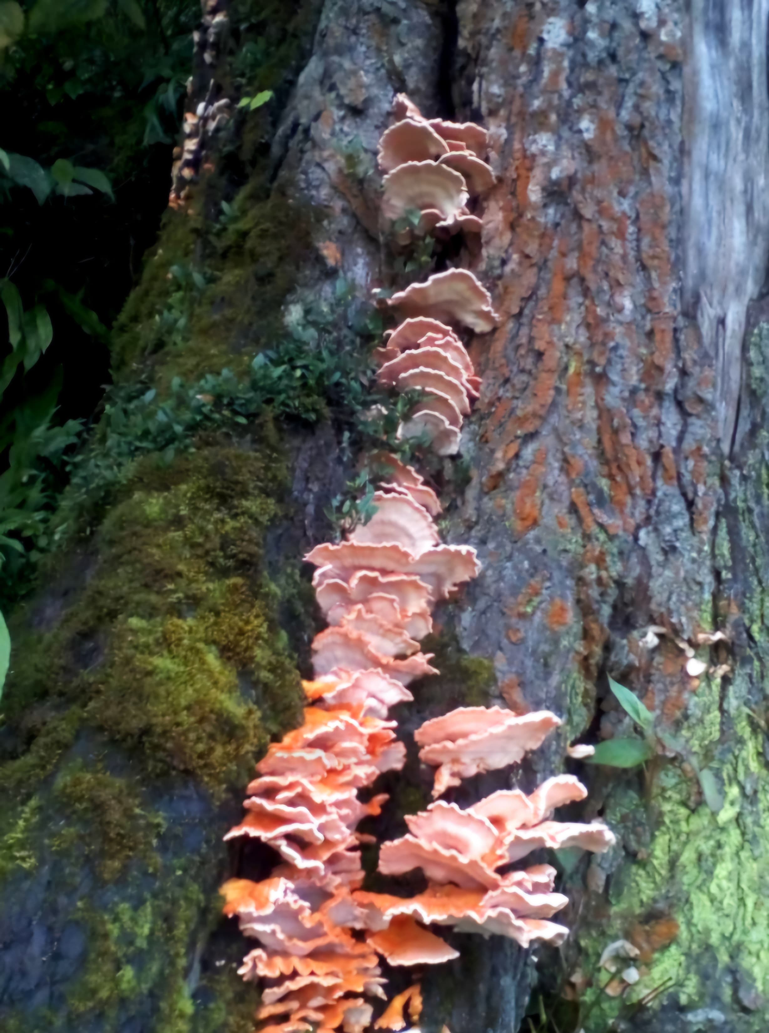Shiitake Mushroom (सिताके च्याउ)