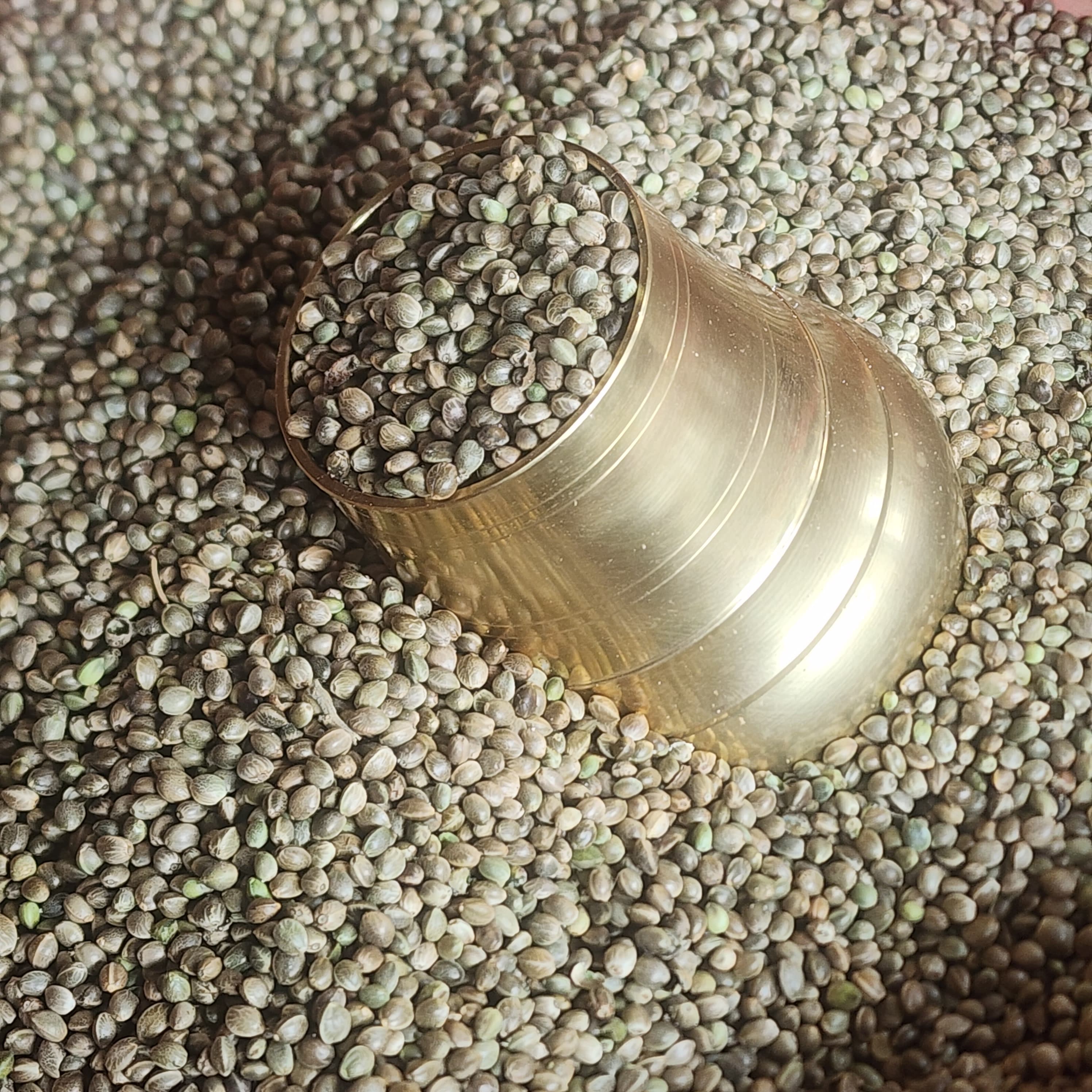 भाङ्गो, स्थानिय  (Hemp Seeds)