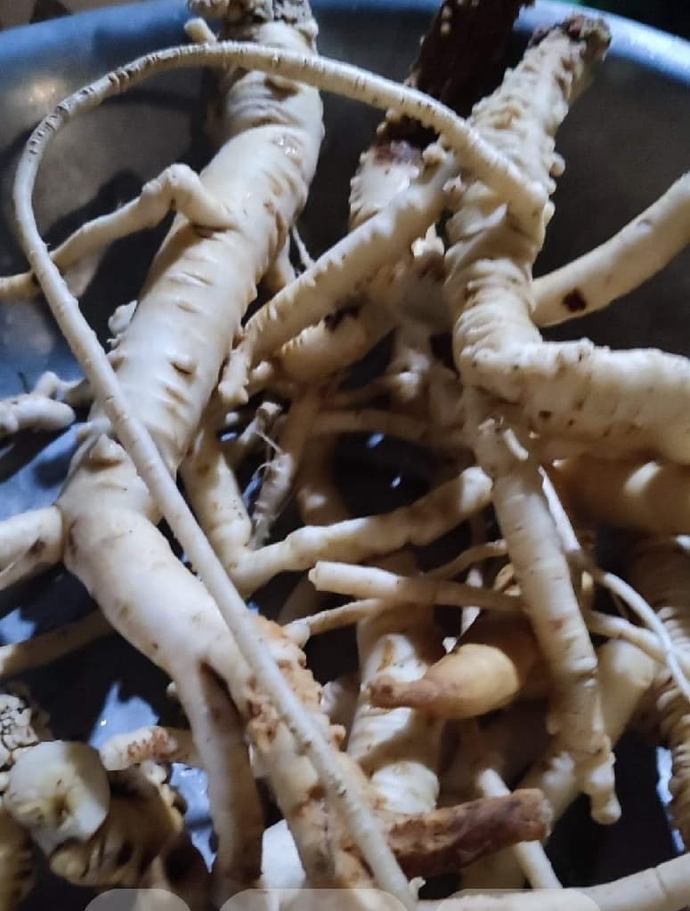 Himalayan Ginseng