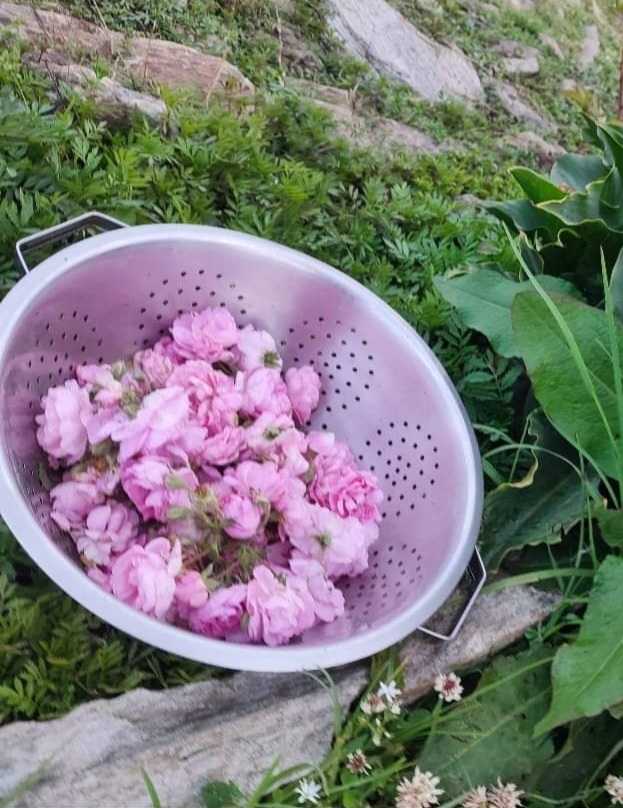 Himalyan Rose Petals
