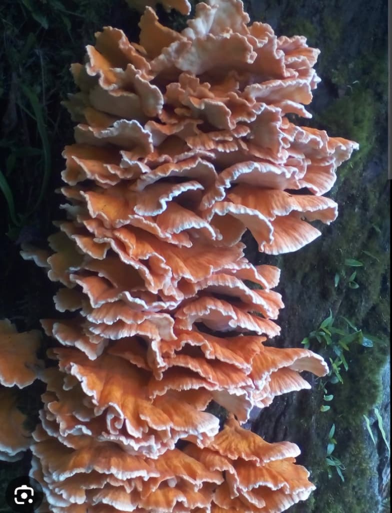 Reishi(रुख च्याउ) Dry Ganoderma lucidum