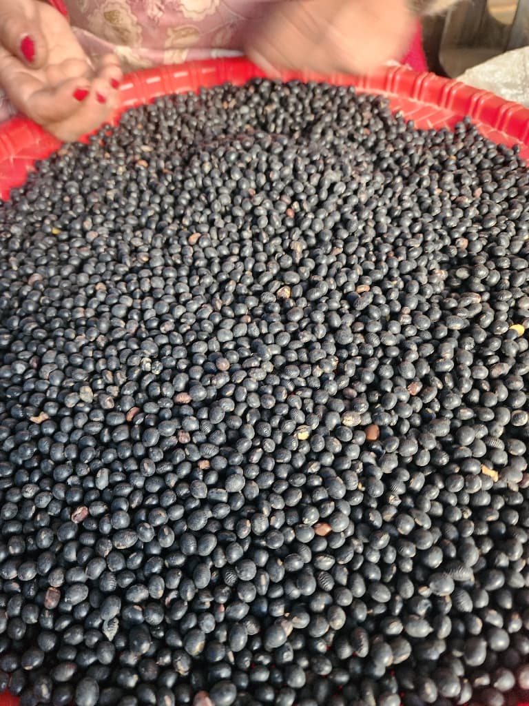 Black Soya (Local)
