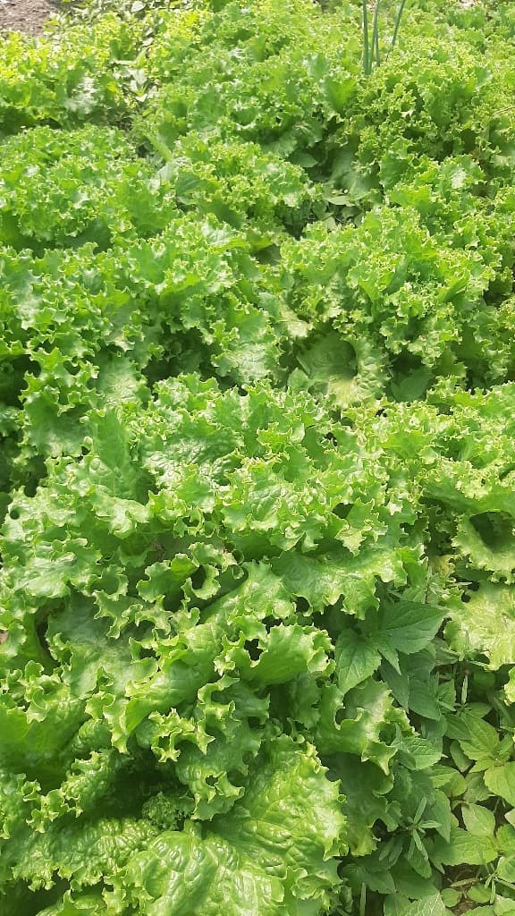 सलाद साग. Lettuce