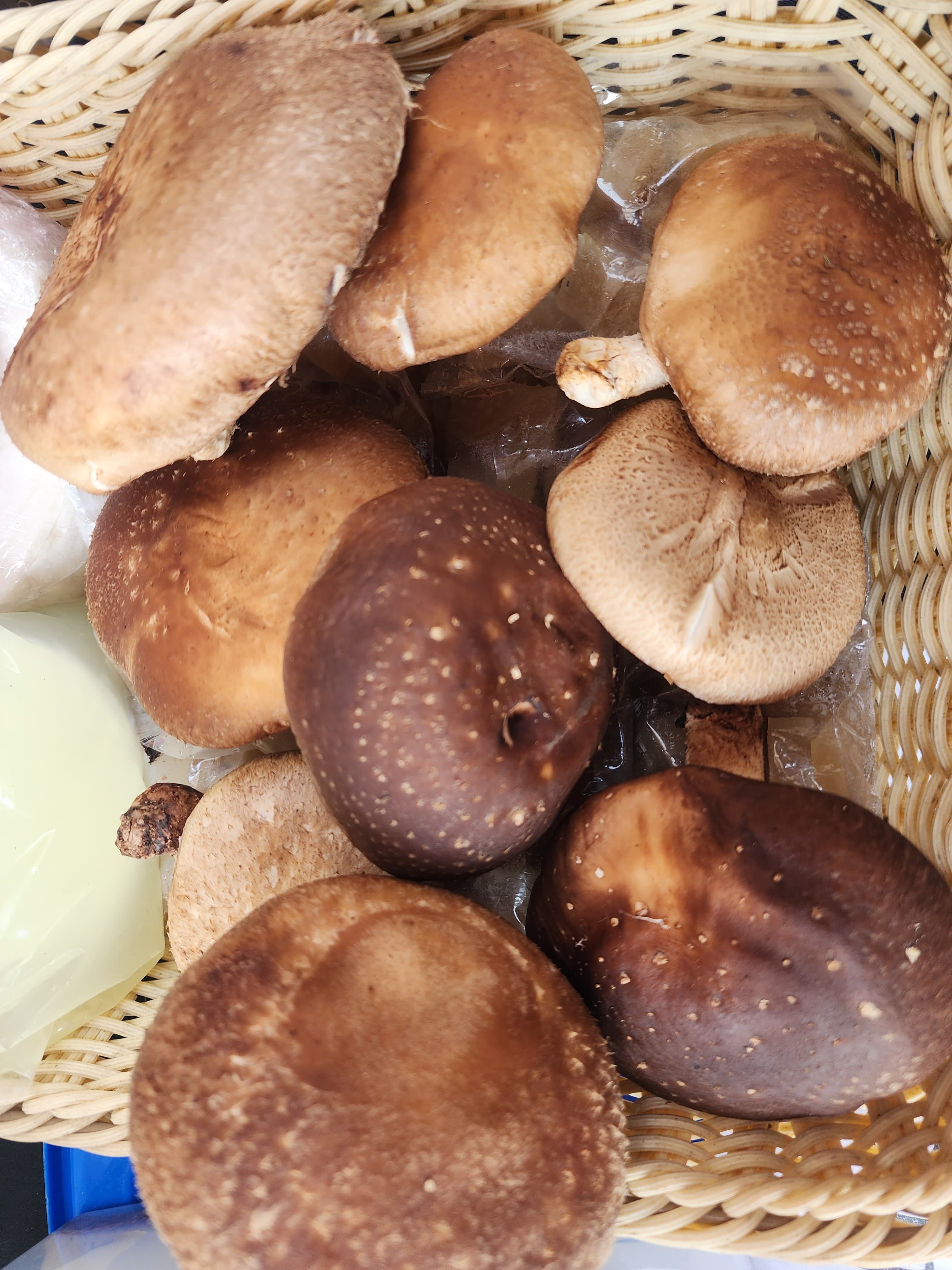 Shiitake Mushroom